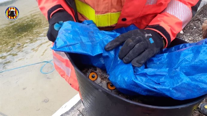 Bomberos rescatan a un búho real de una balsa en Oliva