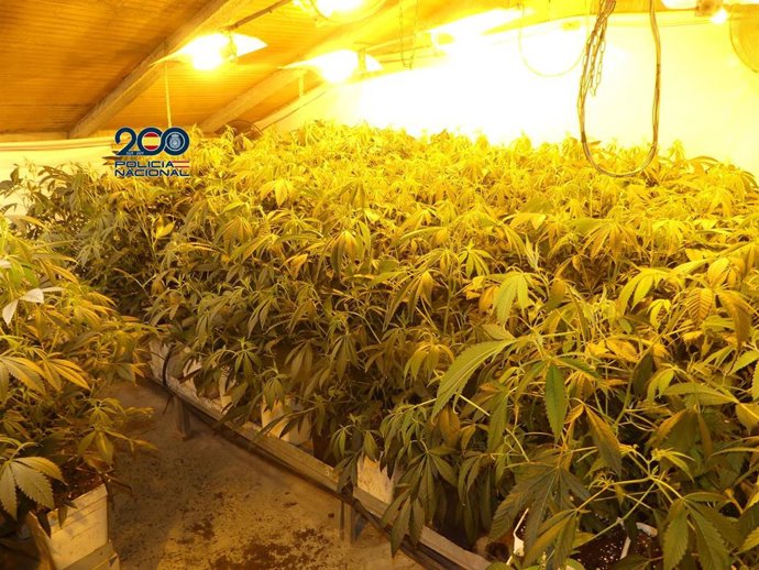 Tres detenidos tras desmantelar una plantación con 500 plantas de marihuana en Vilanova de Arousa (Pontevedra).