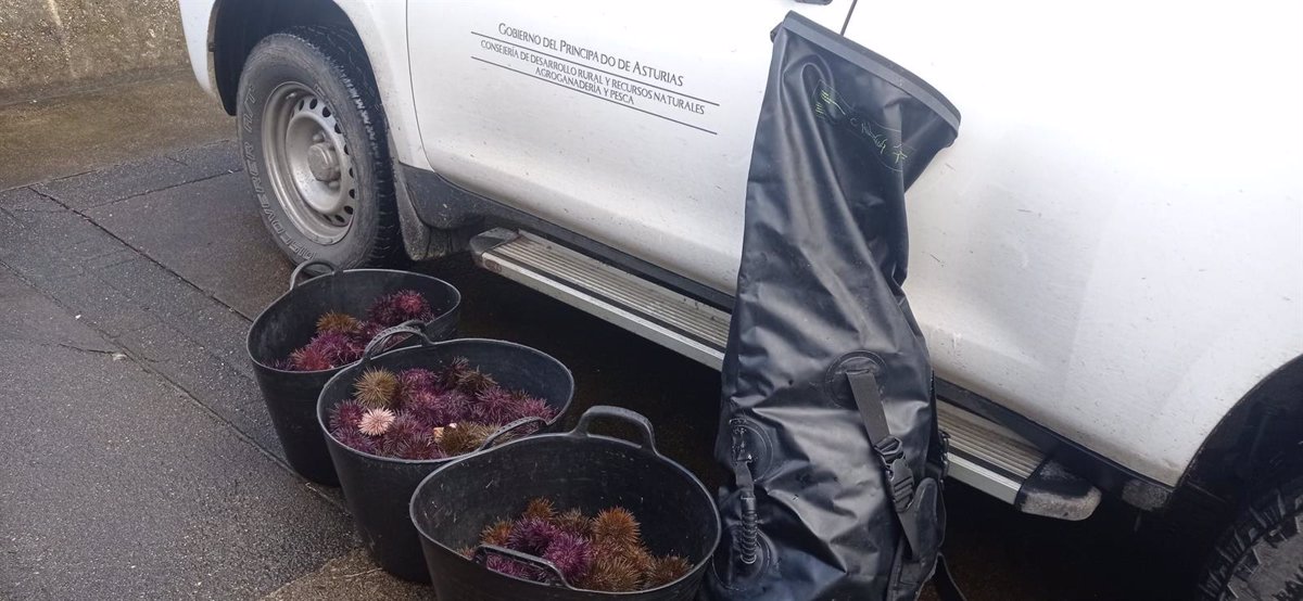 Denunciados tres furtivos por la captura ilegal de 30 kilos de oricios en Valdés
