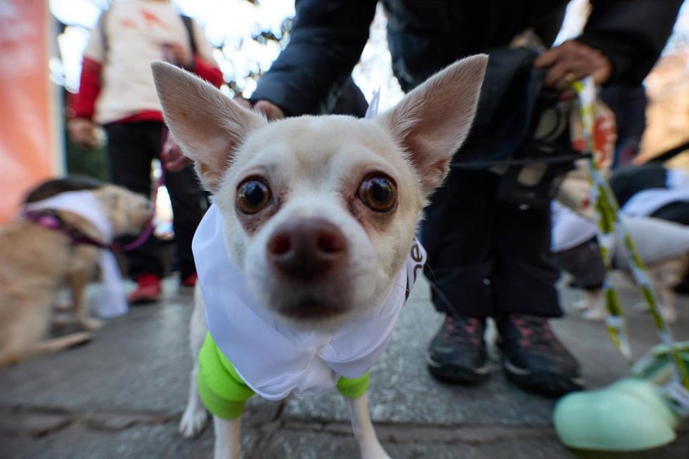 Archivo - Un perro durante la San Perrestre 2023, a 30 de diciembre de 2023, en Madrid (España). 