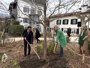Donibane Garazi planta un retoño del Árbol de Gernika