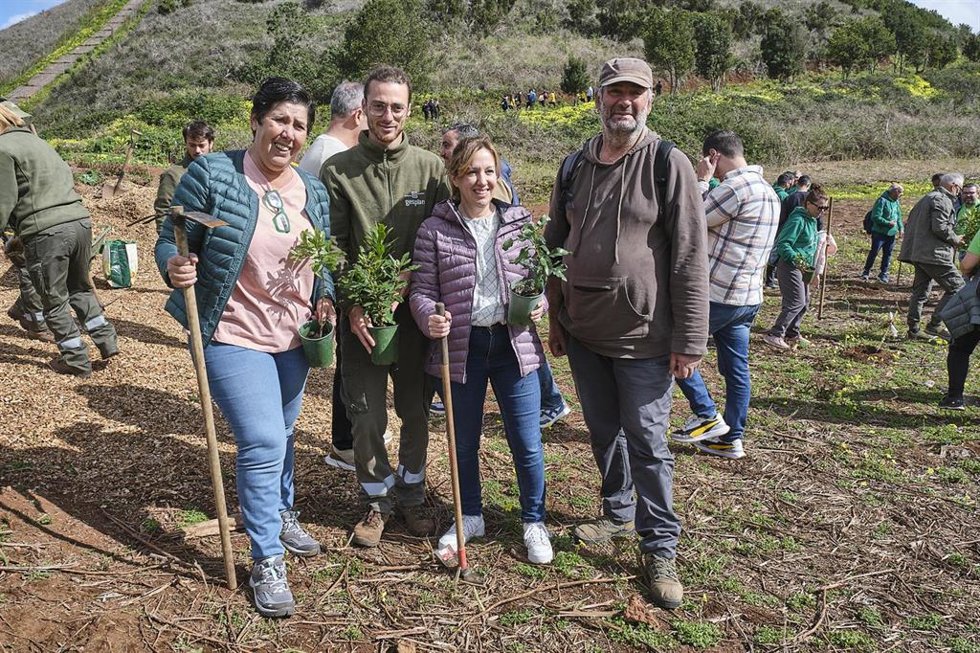 Reforestan con especies autóctonas Montaña Fagundo, en Tenerife, tras sus afecciones por incendio en 2022