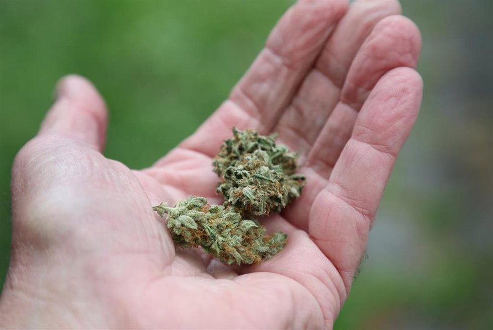Archivo - Cannabis