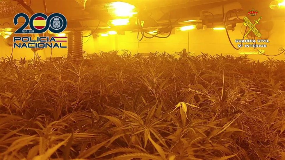 Desmantelan una organización criminal dedicada al cultivo y venta de marihuana en Millena