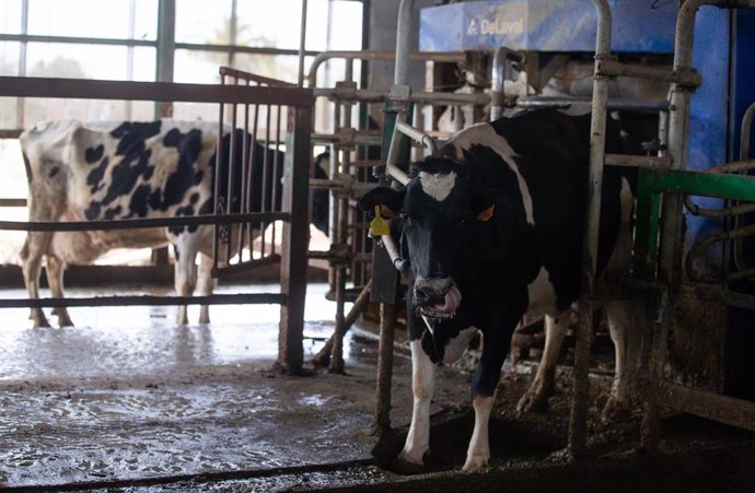 Archivo - Una vaca lechera, de la raza bovina frisona