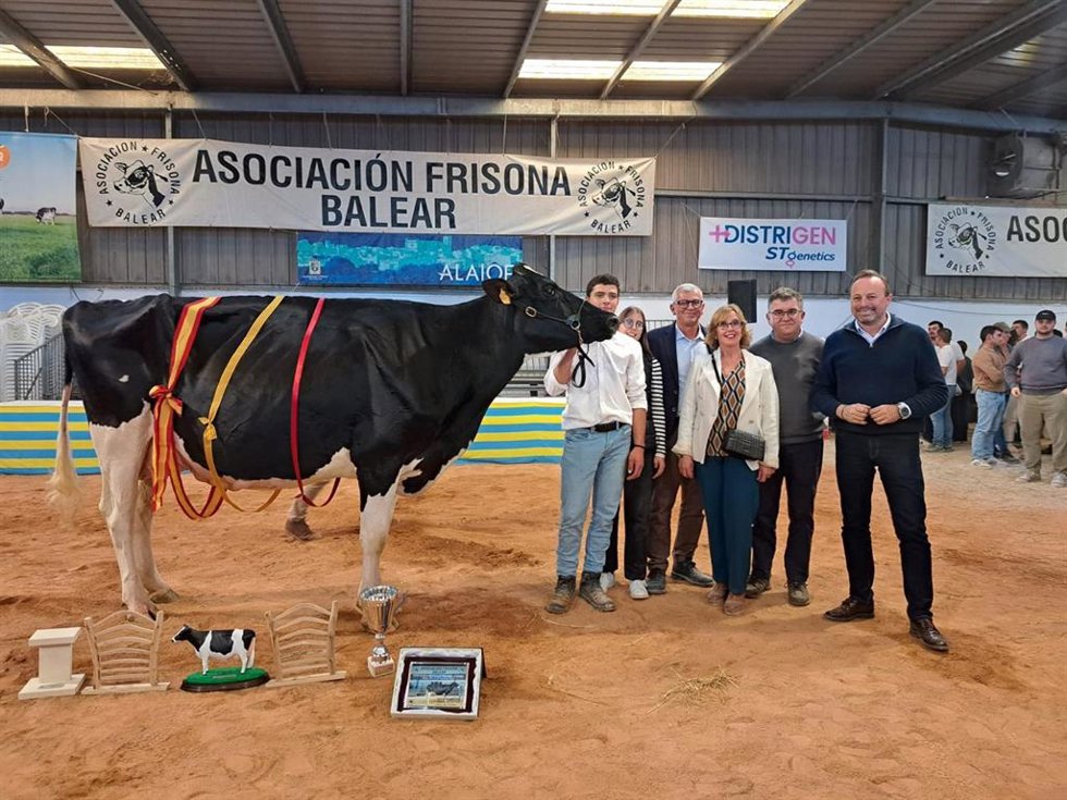 Fira del Camp de Alaior. Concurso Morfológico de Ganado Vacuno Frisón de Menorca.