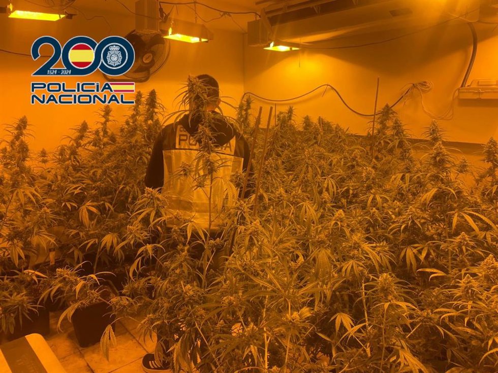 Agentes de la Policía Nacional han detenido en la localidad alicantina de Dénia a dos personas --por tráfico de drogas y defraudación de fluido eléctrico-- que albergaban en su vivienda alquilada una plantación de marihuana con 150 plantas.