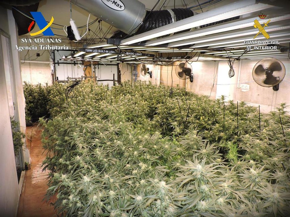 Desmantelada una plantación 'indoor' en una vivienda de Uceda con 670 plantas de marihuana