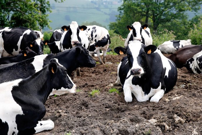 Archivo - Vacas, ganadería