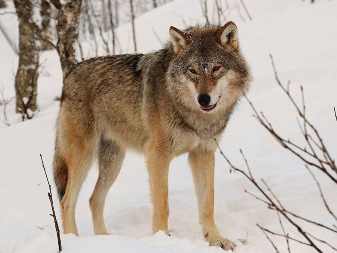 Lobo eurasiano