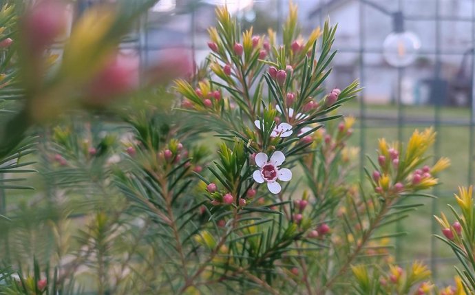 Flores en primavera en Asturias.