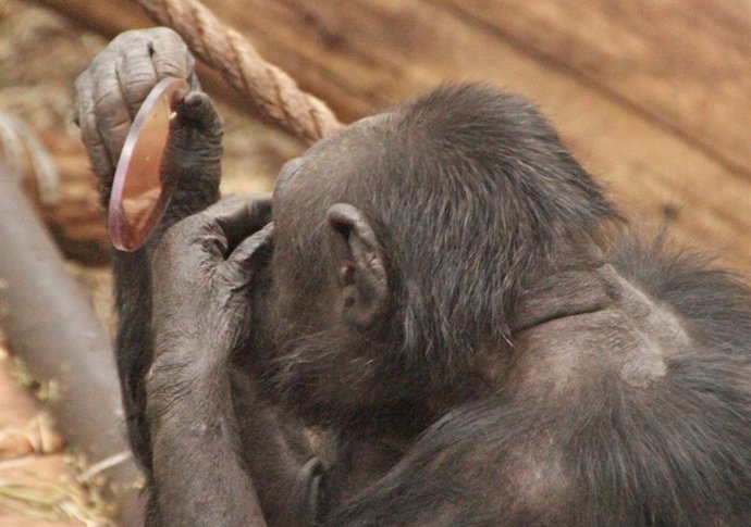 Este chimpanzé passou no teste do espelho no estúdio de Massen. Ele viu uma espinha em seu rosto no espelho e tentou removê-la.