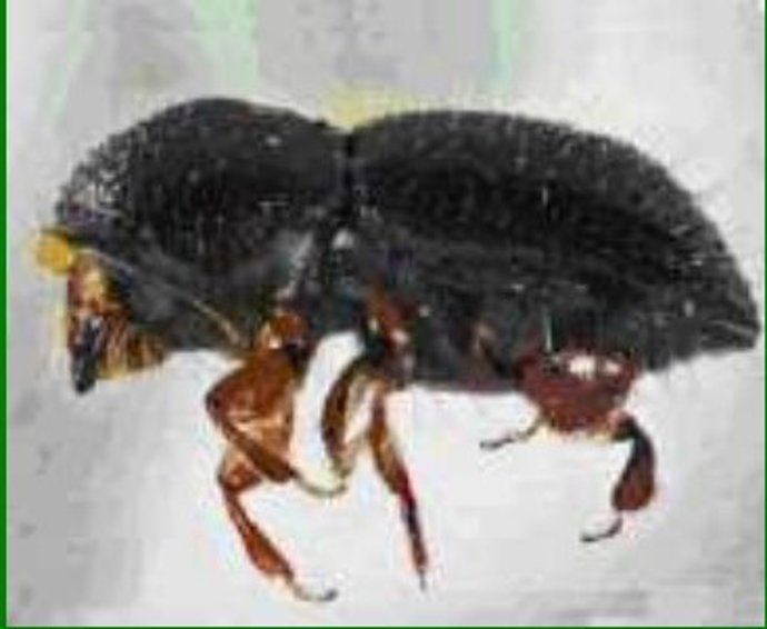 Archivo - Euwallacea fornicatus.