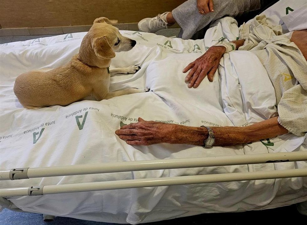 Programa 'Tu mascota te acompaña'