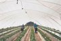 Daños en 300 hectáreas de cultivos de fresa por dos tornados en la provincia de Huelva