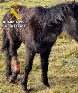 Dos investigados en Burgos por no atender a un caballo con fractura en una pata cuyo hueso perforaba la piel .