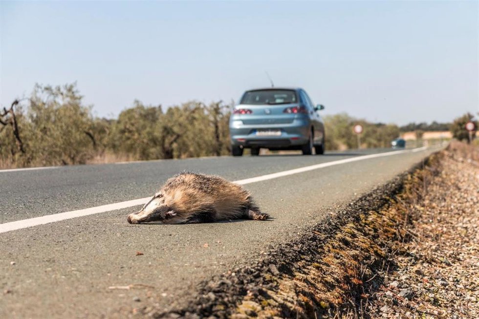 CSIC advierte que hasta 55 millones de vertebrados podrían estar muriendo en las carreteras españolas.