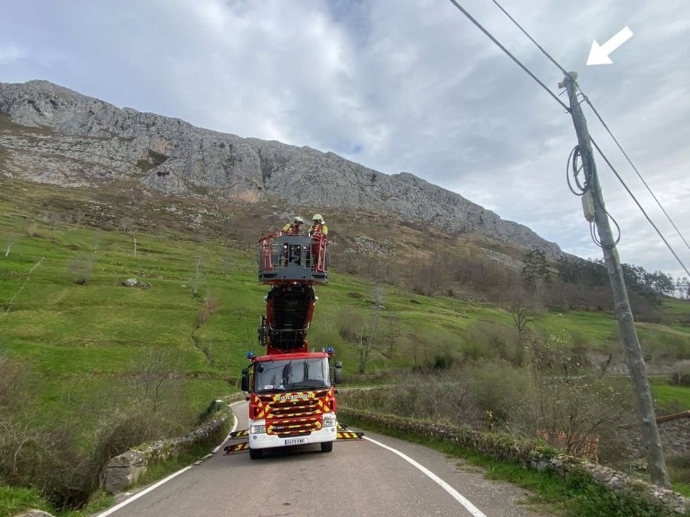 Los bomberos rescatan a un gato que llevaba dos días en lo alto de poste al que se subió para huir de unos perros
