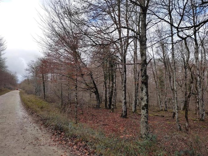 Archivo - Arbolado en Orduña (Bizkaia)