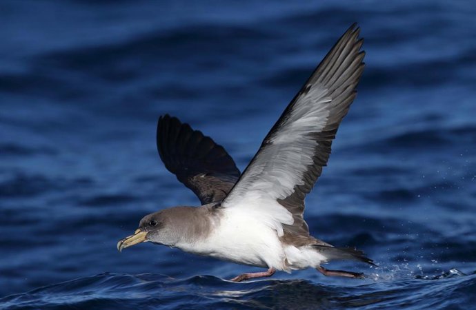 Pardela cenicienta, una de las especies afectadas por la depredación de gatos en La Graciosa