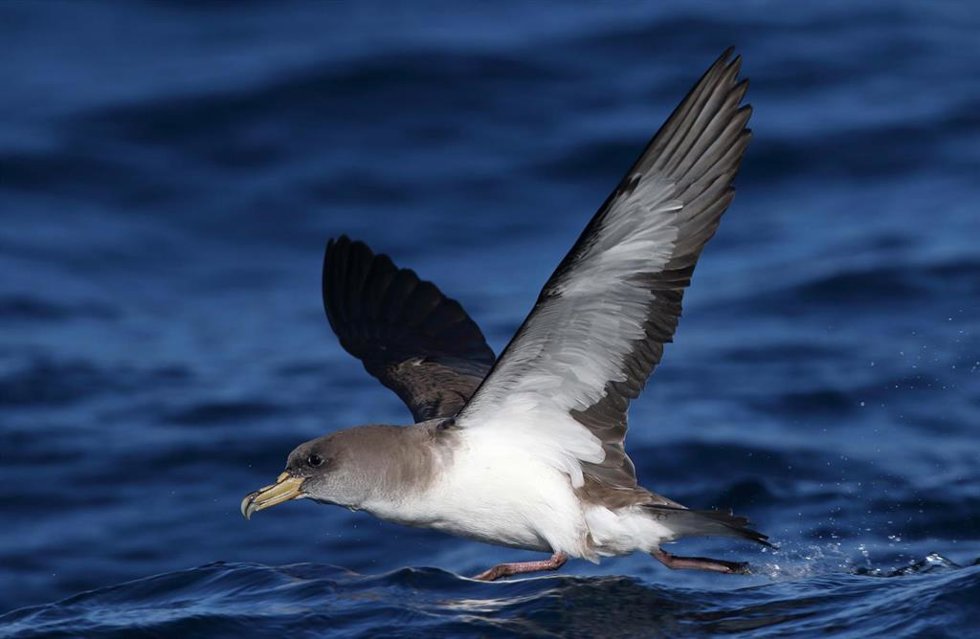 Pardela cenicienta, una de las especies afectadas por la depredación de gatos en La Graciosa