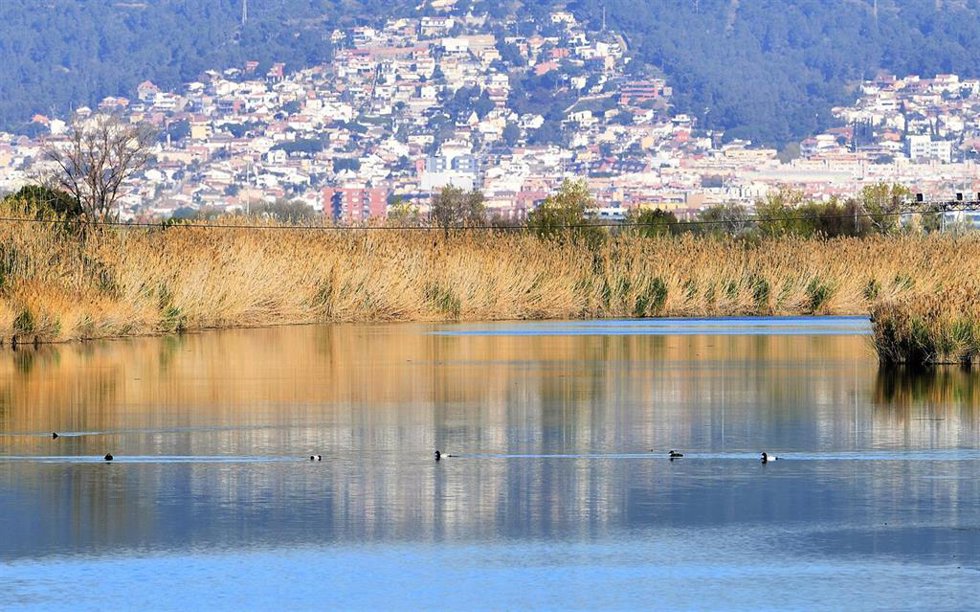 Archivo - Espacio natural del Delta del Llobregat (Barcelona)