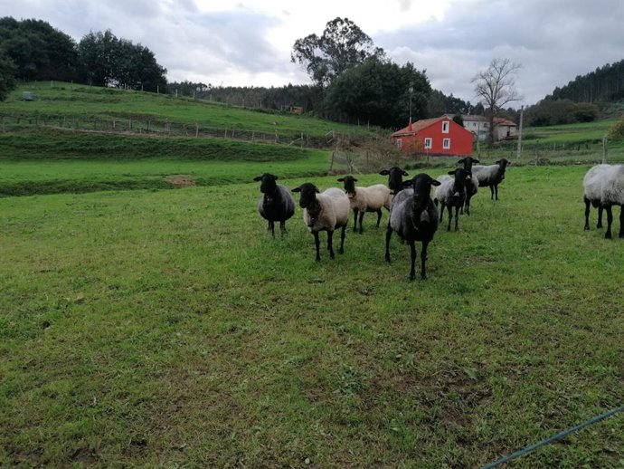 Archivo - Zona rural de Gozón. 