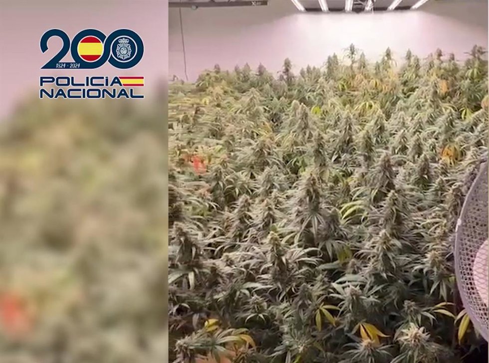 Tres detenidos y desmantelada una plantación de marihuana escondida en un local de fotografía