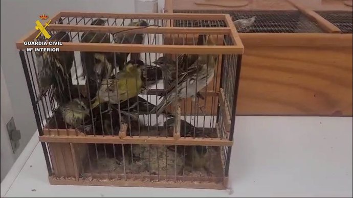 Imagen de las aves intervenidas en el ferri Huelva-Canarias.
