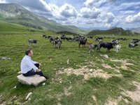 El PRC habla de "esperanza" tras "años de sufrimiento" con el lobo: "se protegía más a un animal que a los ganaderos"