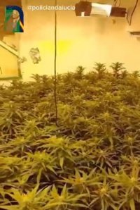 Intervienen cerca de 400 plantas de marihuana en una casa que había sido okupada y modificada en Almería