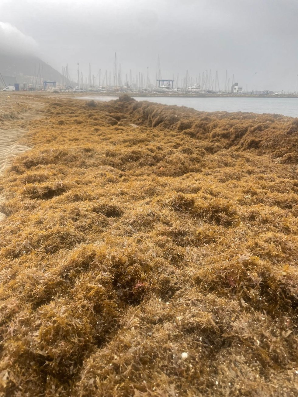 Algas invasoras arribadas a las playas de La Línea de la Concepción (Cádiz)