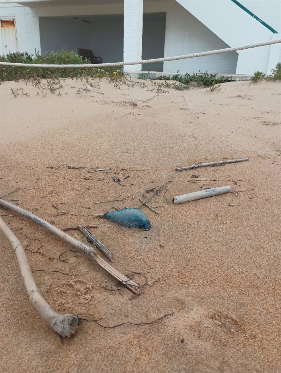 Ejemplar de medusa tipo 'carabela portuguesa' en la playa de La Antilla (Huelva).