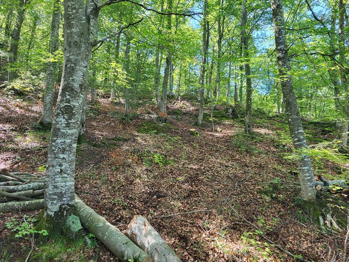 Imatge d'arxiu d'un bosc