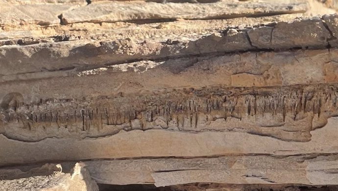 Banda de micro madrigueras muy erosionadas que habían quedado expuestas a la superficie.