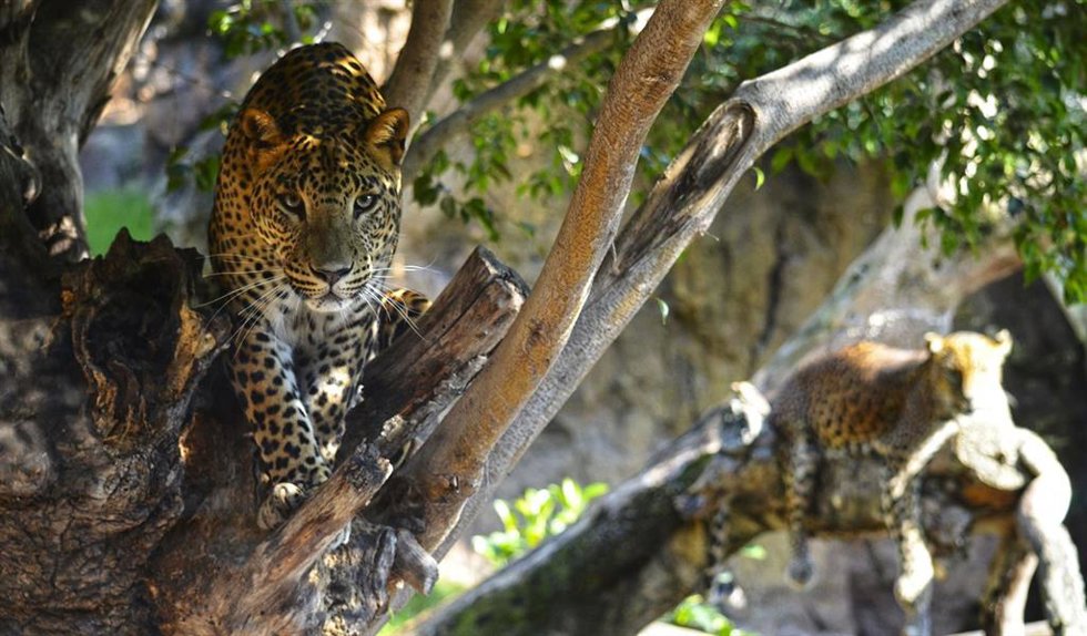 Leopardo