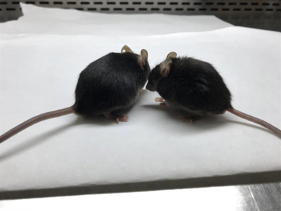 Archivo - Ratones en una imagen de archivo