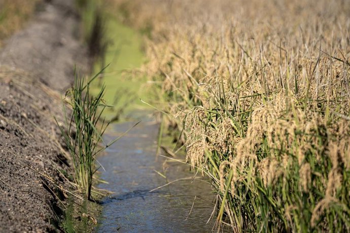 Archivo - Campos de arroz en las marismas del Guadalquivir.