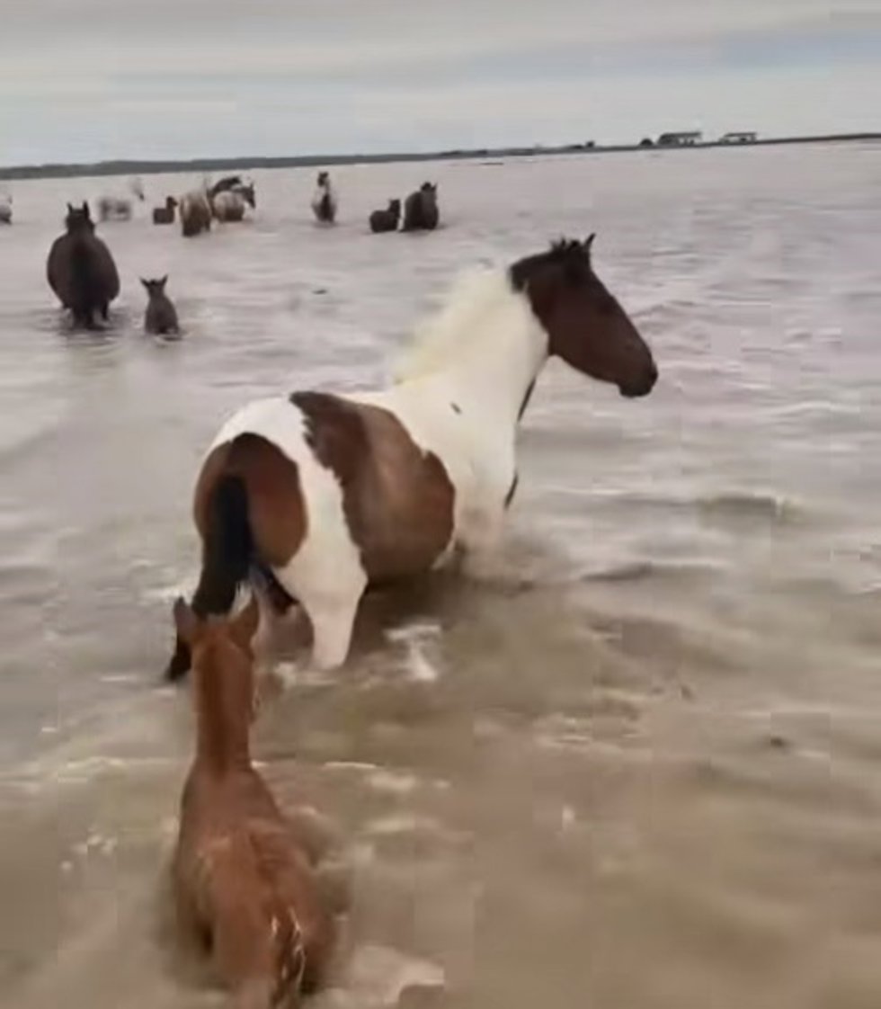Imagen del estado de las marismas de Dolana en Hinojos donde se encuentran los caballos.