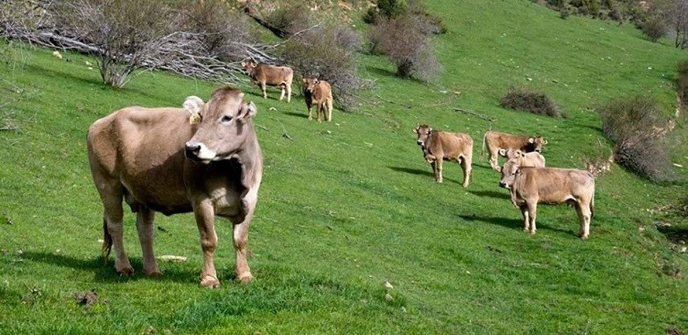 Vacas