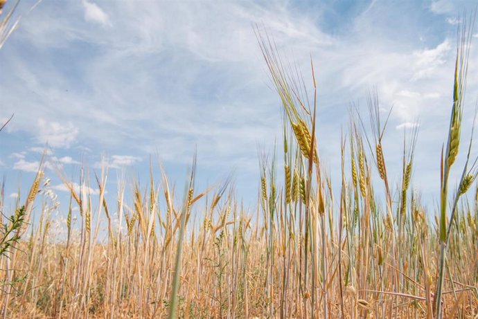 Archivo - Campo de trigo, a 17 de junio de 2024, en Albacete, Castilla-La Mancha (España). 