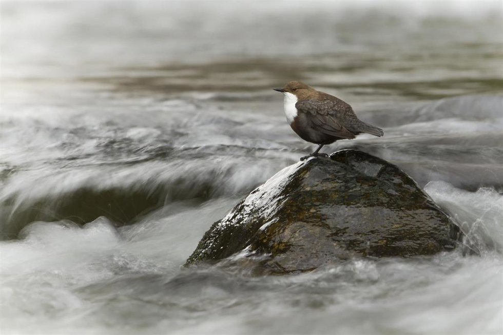 Mirlo acuático, una especie típica de ríos y arroyos de montaña con buena calidad de agua.