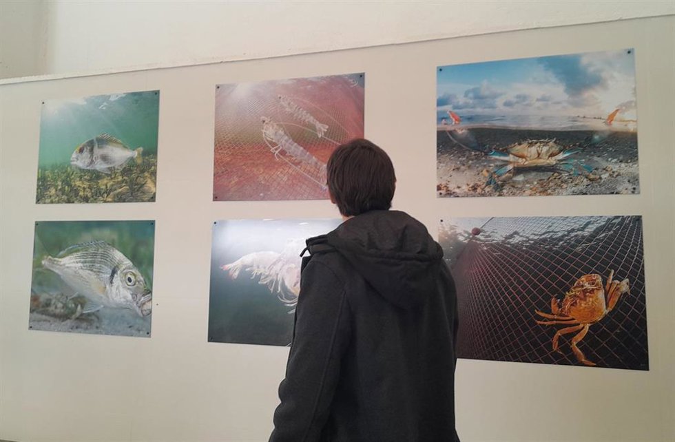 Unas visitas guiadas a la Lonja de Lo Pagán permiten a los visitantes conocer la fauna, las artes de pesca y participar en una subasta en directo