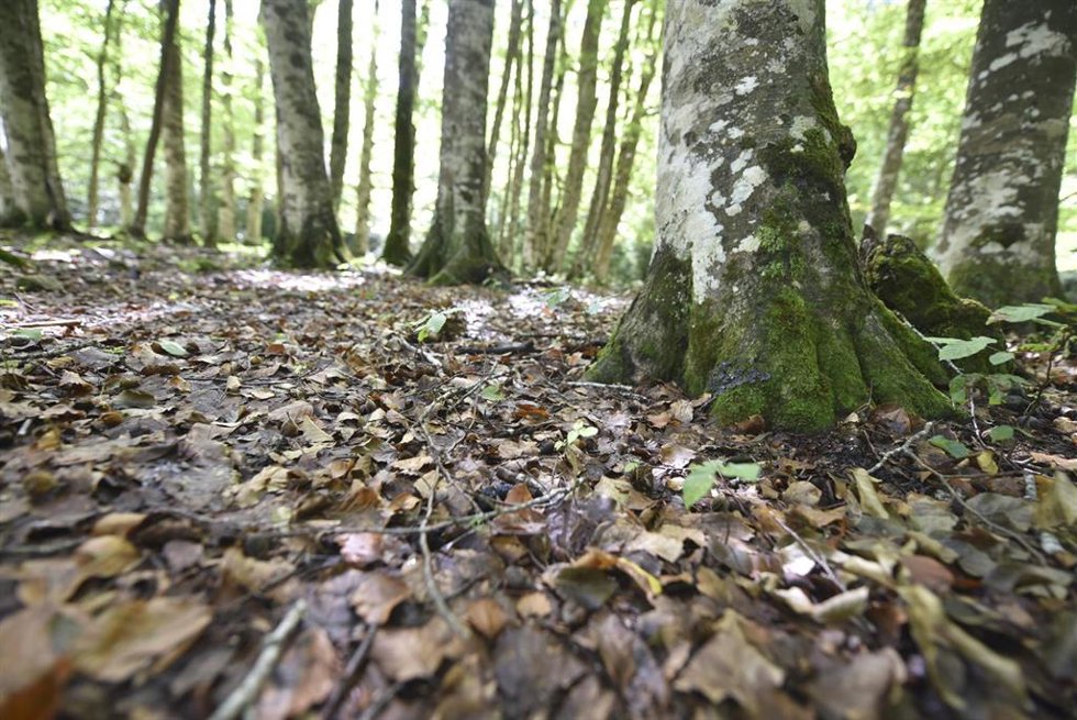 Archivo - A uno de cada cuatro aragoneses les gustaría contribuir a mantener los bosques vivos y sanos.