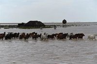Unos 70 ganaderos de Hinojos recorren 40 km para evacuar 600 cabezas de ganado por inundaciones en marismas de Doñana
