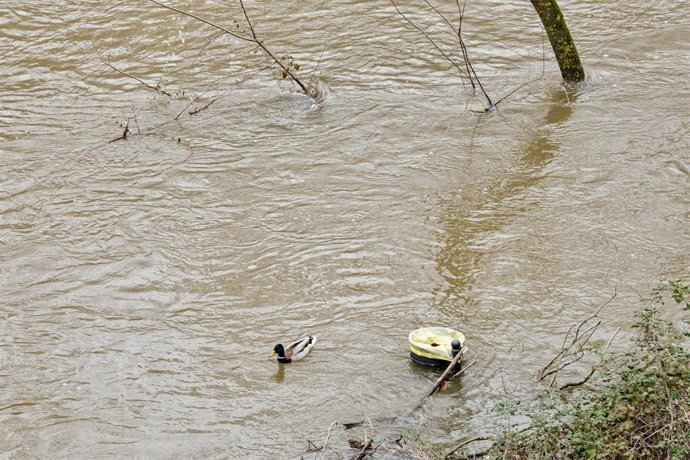 Un pato pasa junto a una basura en una zona inundada, a 21 de marzo de 2025, en Madrid (España).