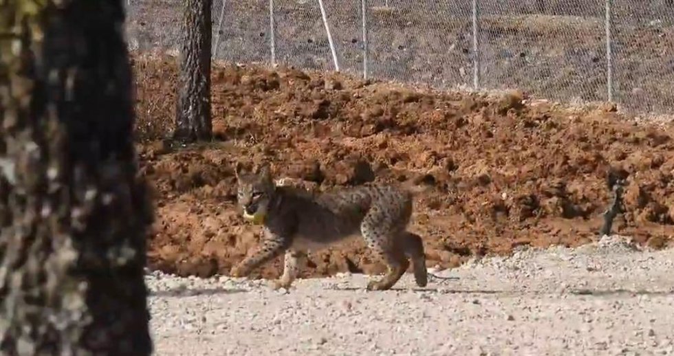 Los linces Virgo y Vuelvepiedras ya están libres en el Cerrato palentino, con "buena movilidad y cazando sin dificultad"