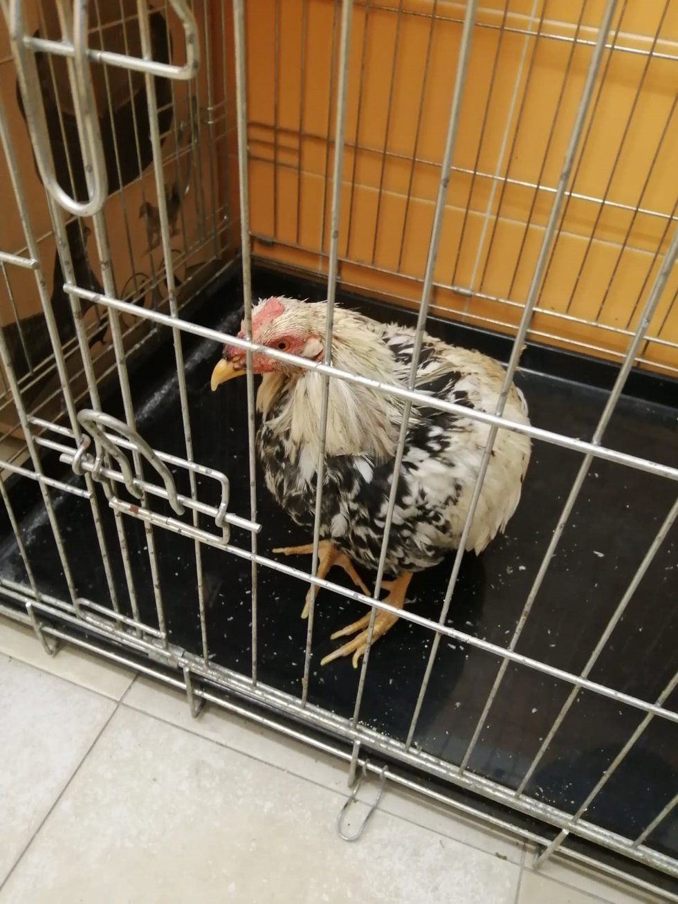 Archivo - Un gallo de pelea intervenido en una operación policial.