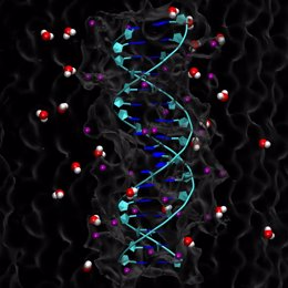 Archivo - Arquivo - Reconstrução de uma dupla hélice de DNA em um ambiente aquoso