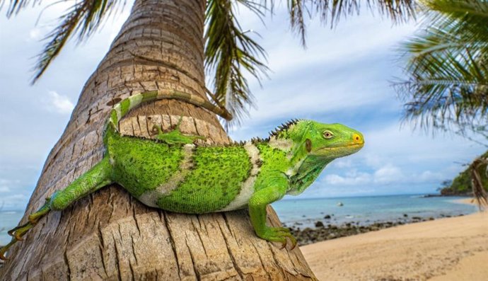 Uma iguana de crista de Fiji (Brachylophus vitiensis) descansando em um coqueiro na ilha de Fiji, no Pacífico Sul.
